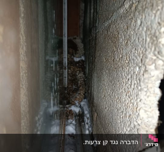 קיר עם קן נמלים וחומר הדברה לבן